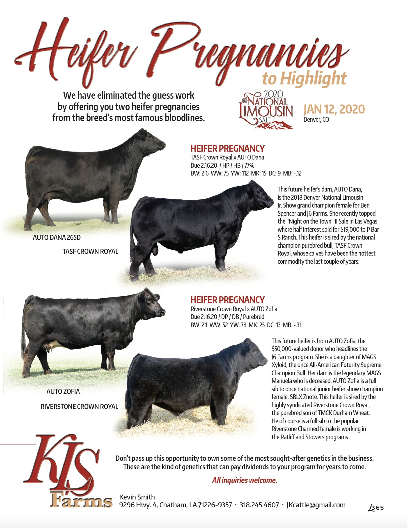 Heifer Pregnancies