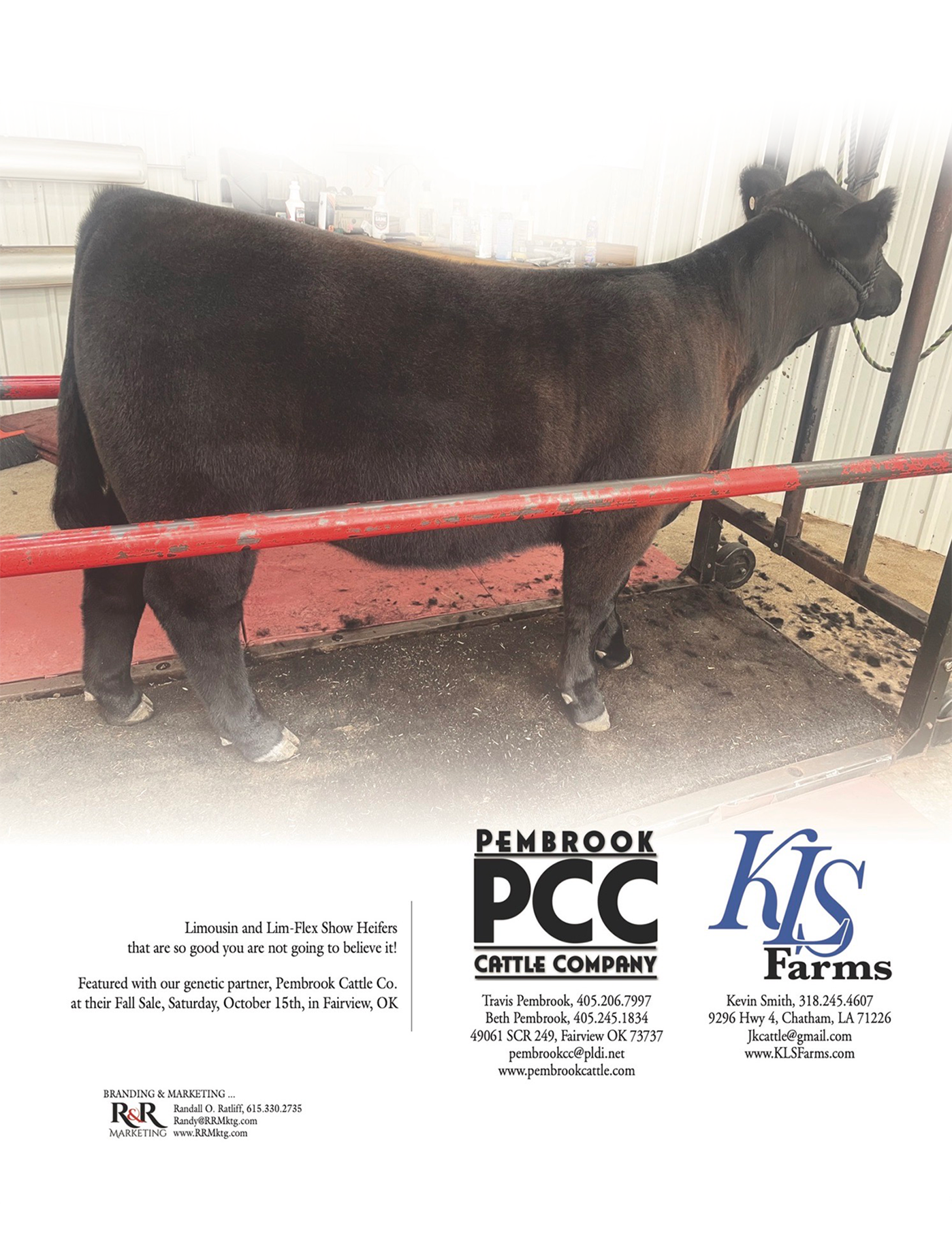 KLS Genetics – Pembrook Sale October 15th